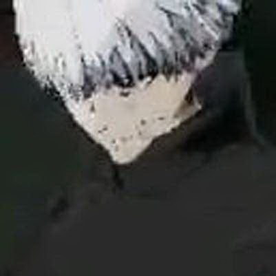 ֻϷ