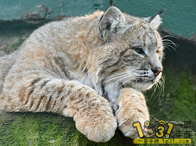 -klbw3Q5-139XtZ84T3cSyu-pz.png