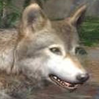 ֻϷ